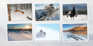 Christmas Cards 3-pack bundle (36 cards) Set B