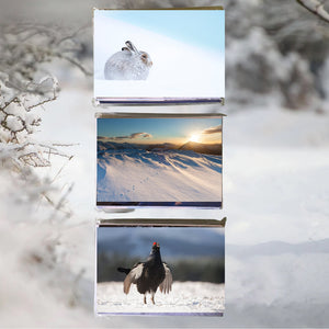 Christmas Cards 3-pack bundle (36 cards) Set B