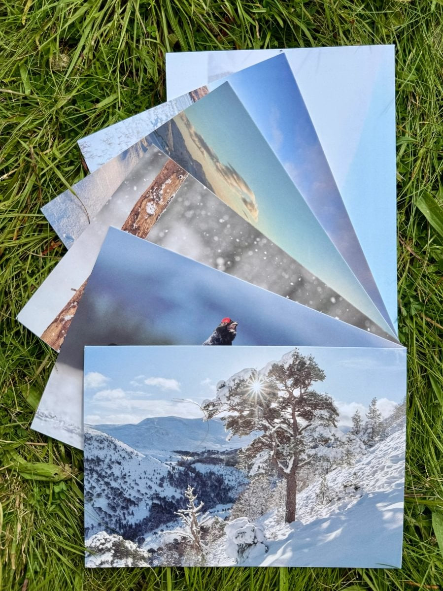 Christmas Cards 1 pack (12 cards) Set B