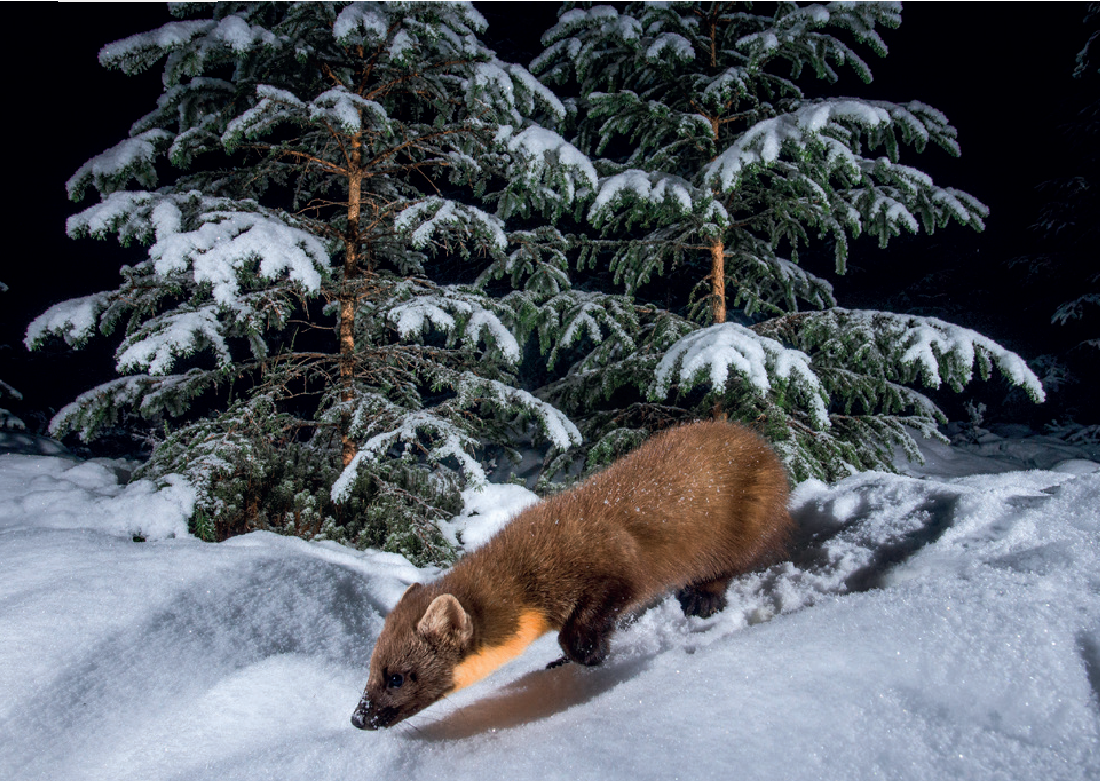 Christmas Cards 1 pack (12 cards)