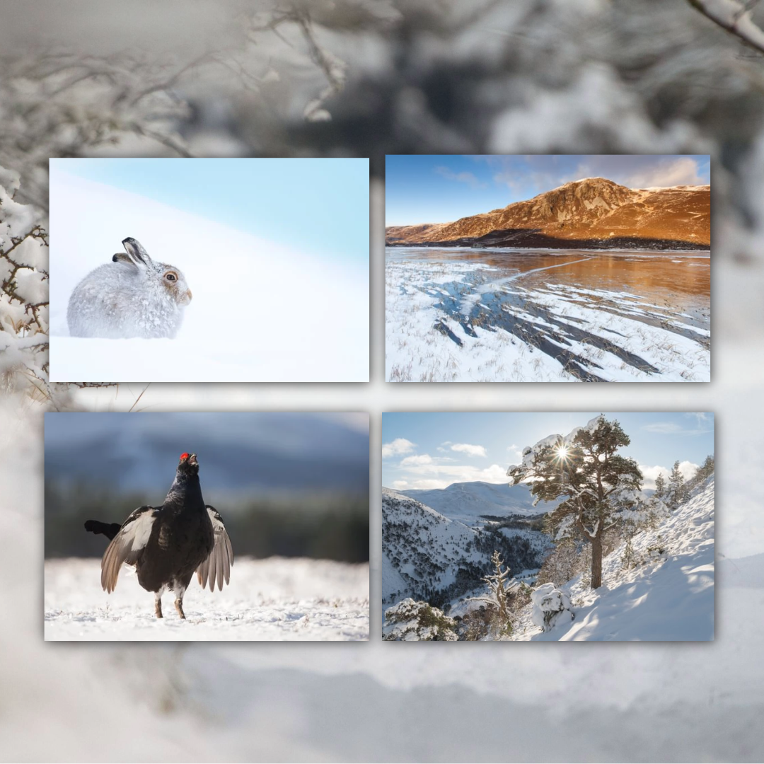 Christmas Cards 3-pack bundle (36 cards) Set B