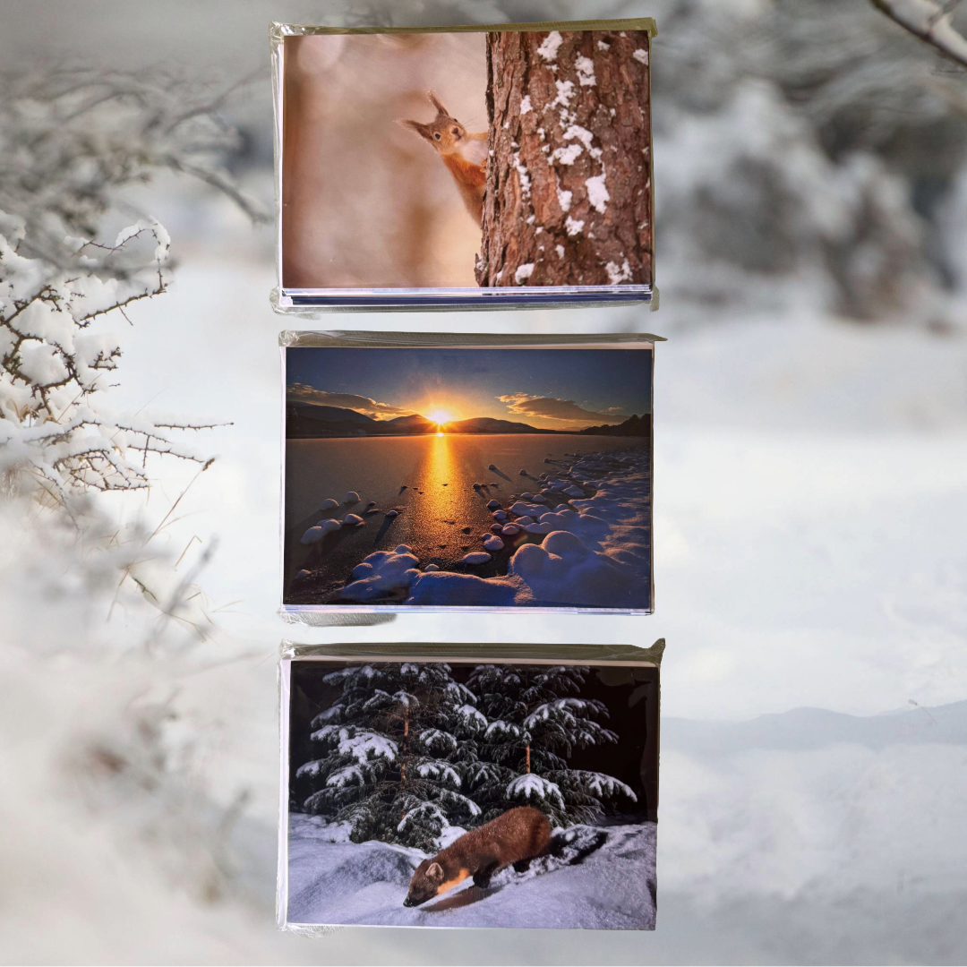 Christmas Cards 3-pack bundle (36 cards)