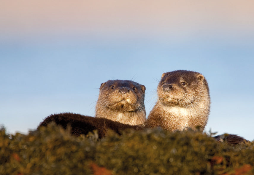 Notecards x 8 Wildlife Collection