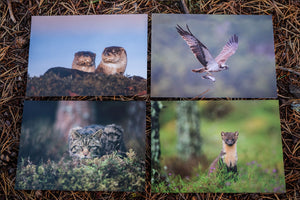 Notecards x 8 Wildlife Collection